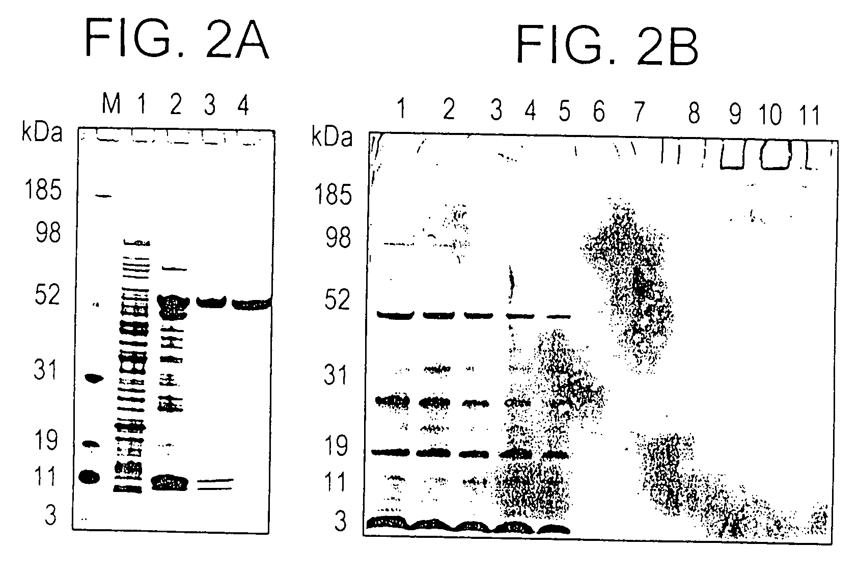 Plasmodium falciparum AMA-1 protein and uses thereof