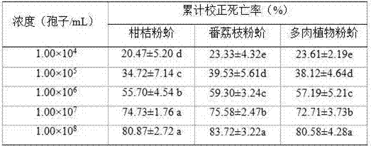 Strain of Metarhizium anisopliae FM-03 and its application in prevention and control of mealybugs