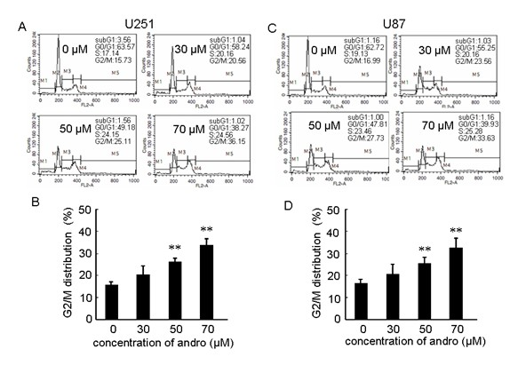 New medicinal application of andrographolide