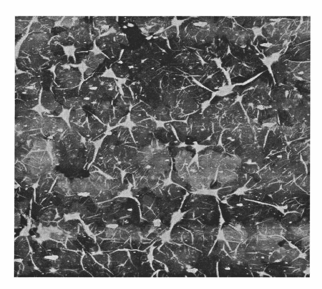 Transparent conducting electrode based on graphene and manufacture method and applications thereof