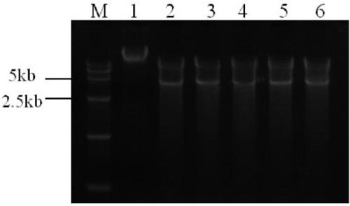 Plant genetic transformation screening carrier and application thereof