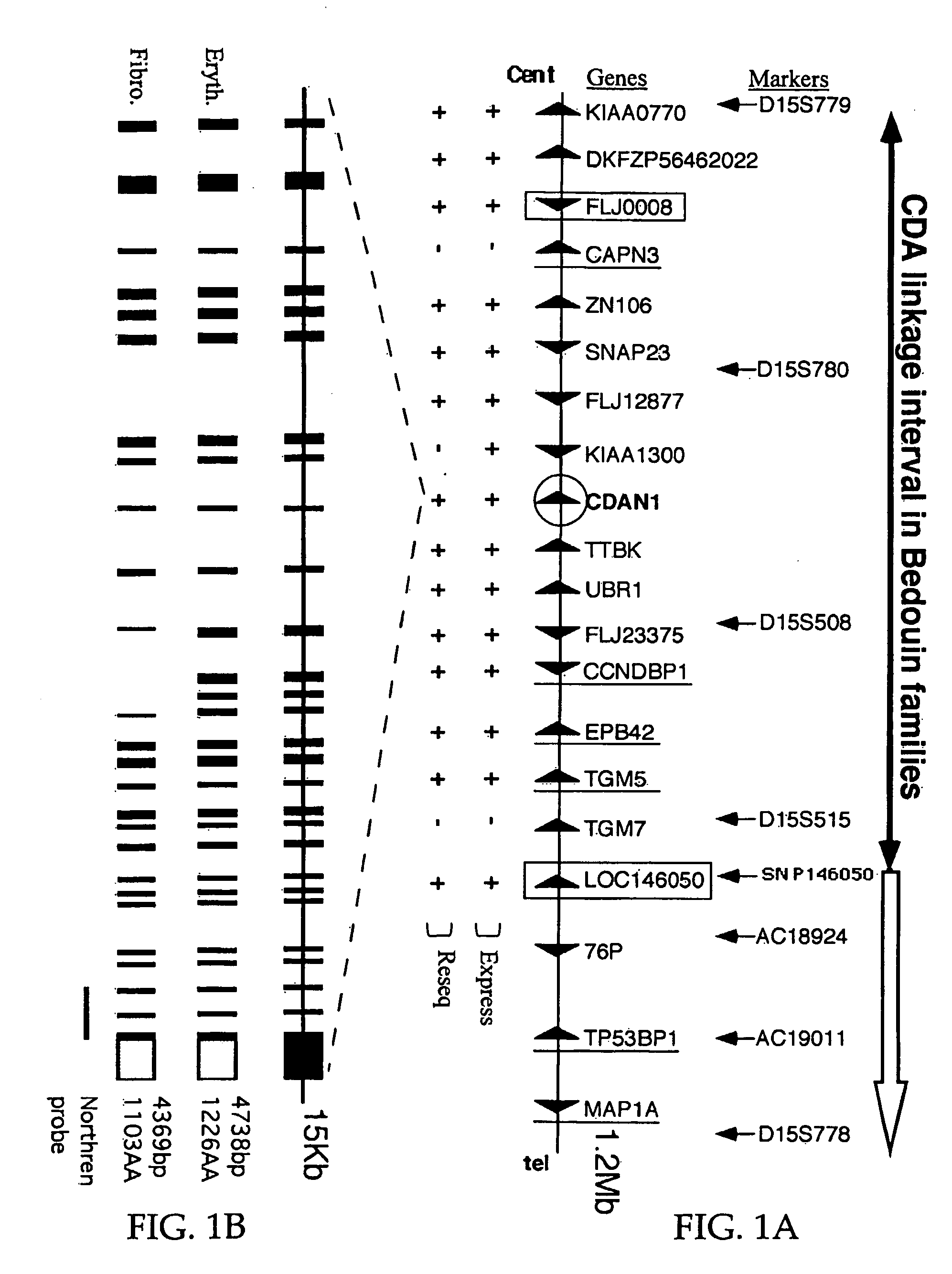 Erythrocyte differentiation factor, gene encoding same, and methods of use thereof