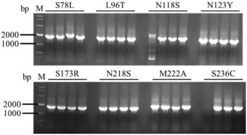 Keratinase mutant subjected to thermal stability modification