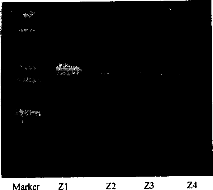 3-deoxy-3-carbonyl-erycin lactone b and its engineeirng strain and application