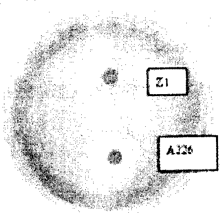 3-deoxy-3-carbonyl-erycin lactone b and its engineeirng strain and application