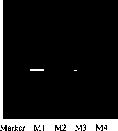 3-deoxy-3-carbonyl-erycin lactone b and its engineeirng strain and application