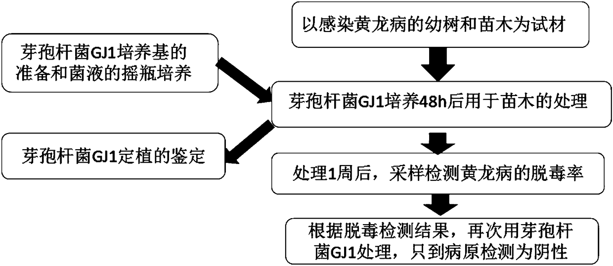 Application of biological control agent for removing Candidatus Liberobacter asiaticum