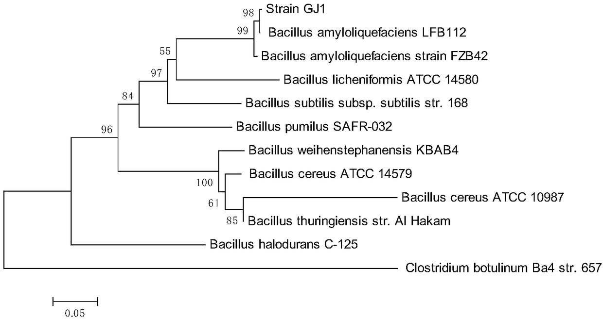 Application of biological control agent for removing Candidatus Liberobacter asiaticum