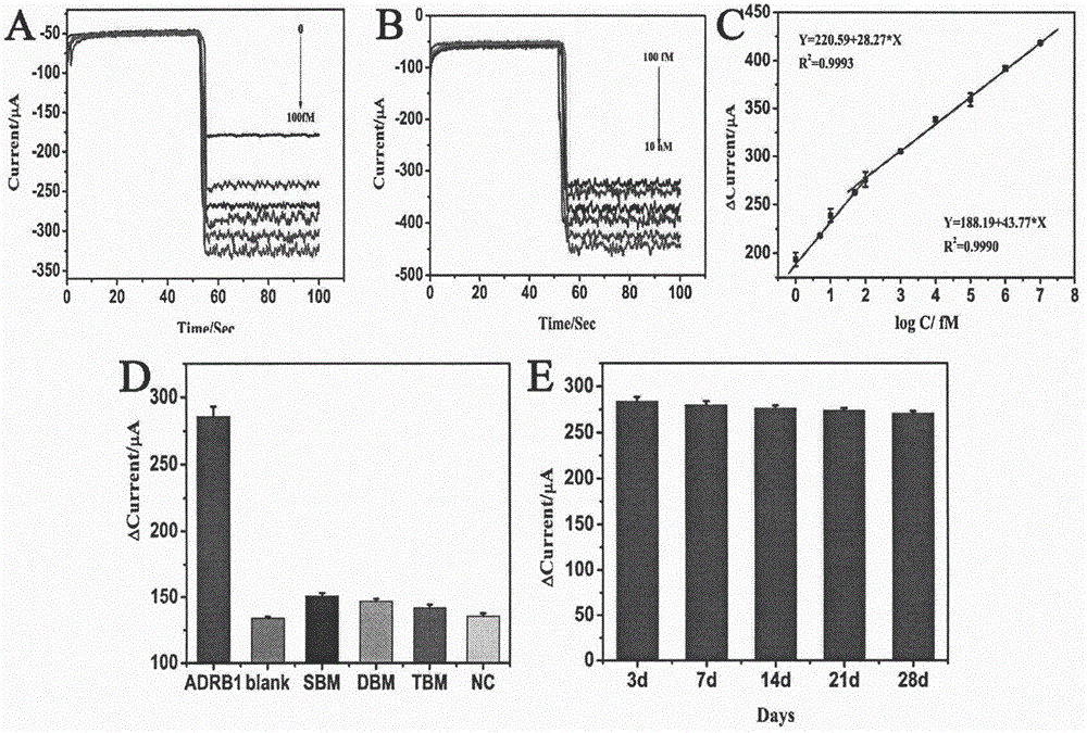 Preparation method of electrochemical sensor for detecting polymorphism of ADRB1-115G&gt;C gene