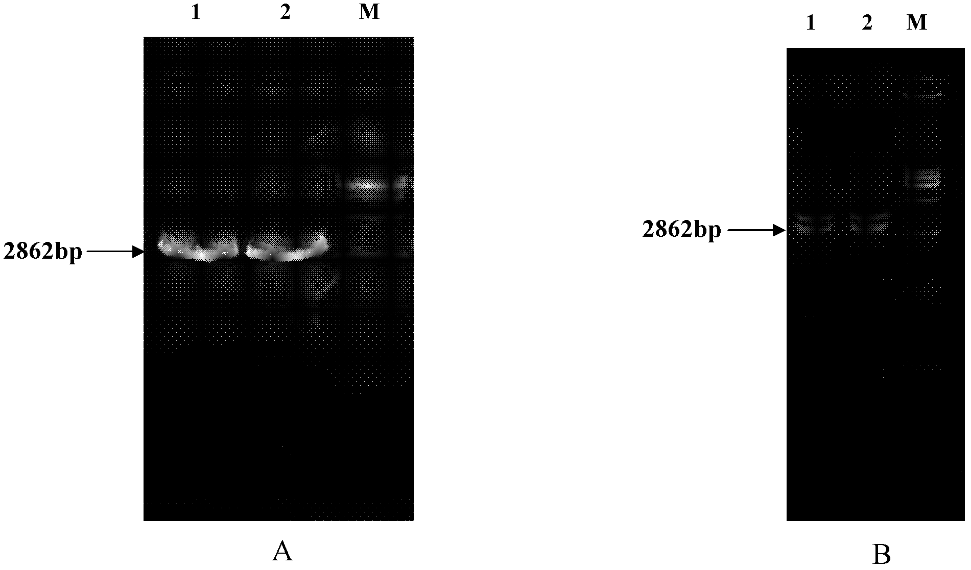 Malus xiaojinensis Cheng et Jiang MxHA5 protein, and coding gene and application thereof