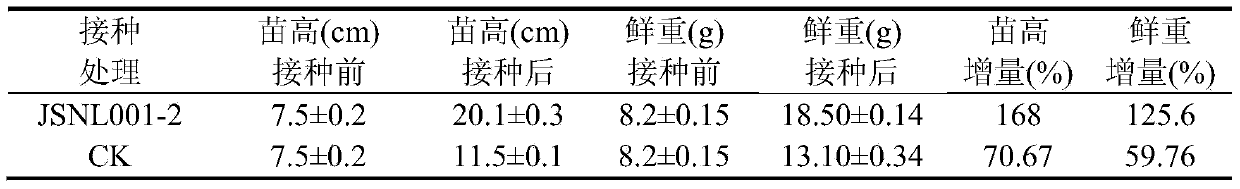 Umbelopsis dimorpha and application thereof in growth promotion and drought resistance of dendrobium officinale