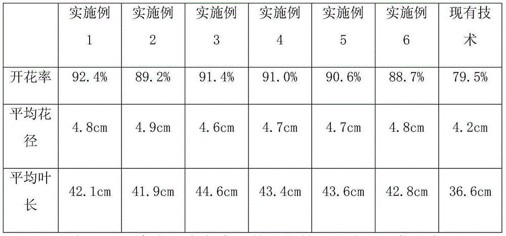 Cultivation method for cymbidium