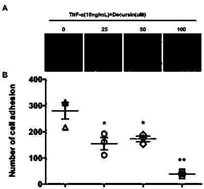 Application of decursinol alpha-angelica lactone to preparation of antiatherosclerosis medicine