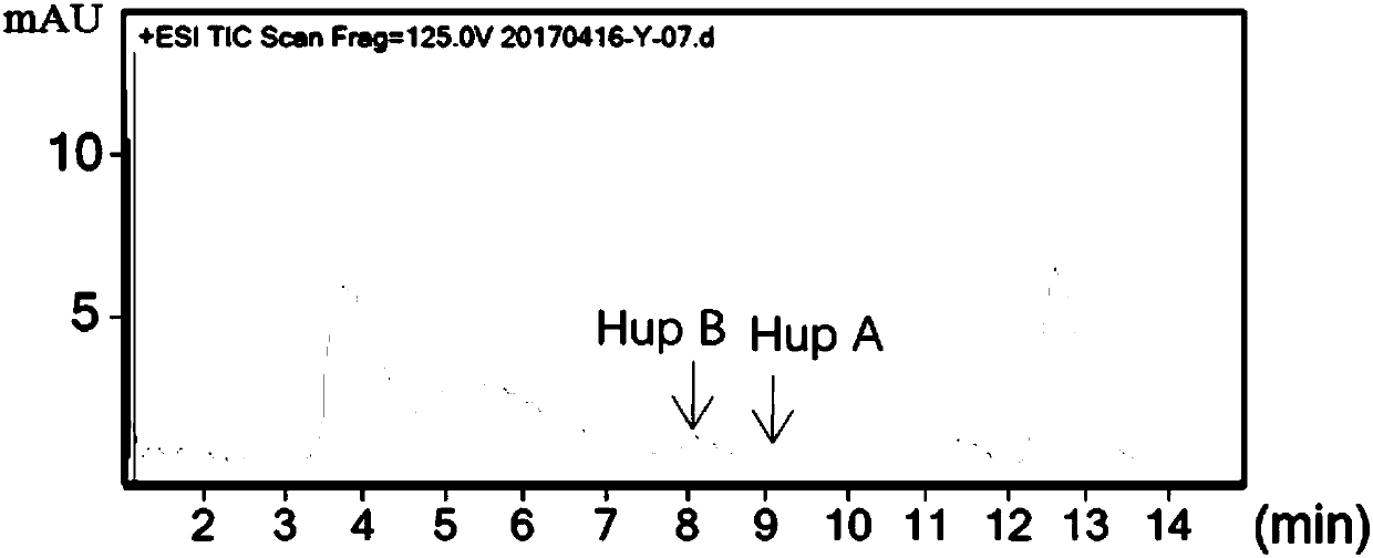 Enterobacter ludwigii SXZ-N5 strain producing huperzine A and huperzine B and application thereof