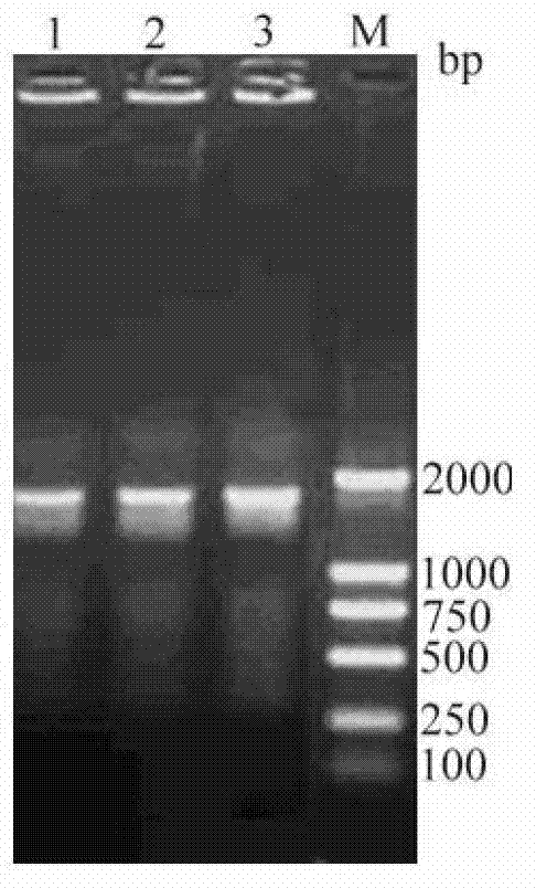 Porcine epizootic diarrhea virus S1 protein fusion gene and recombinant bacillus megaterium, and their use