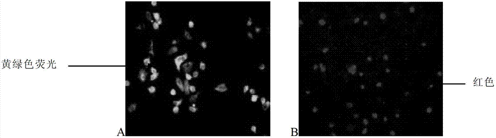 Porcine epizootic diarrhea virus S1 protein fusion gene and recombinant bacillus megaterium, and their use