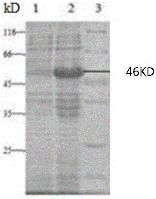 Monoclonal antibody of anti-Bluetongue virus serum 4-type VP2 protein, hybridoma cell strain capable of secreting monoclonal antibody and application of hybridoma cell strain