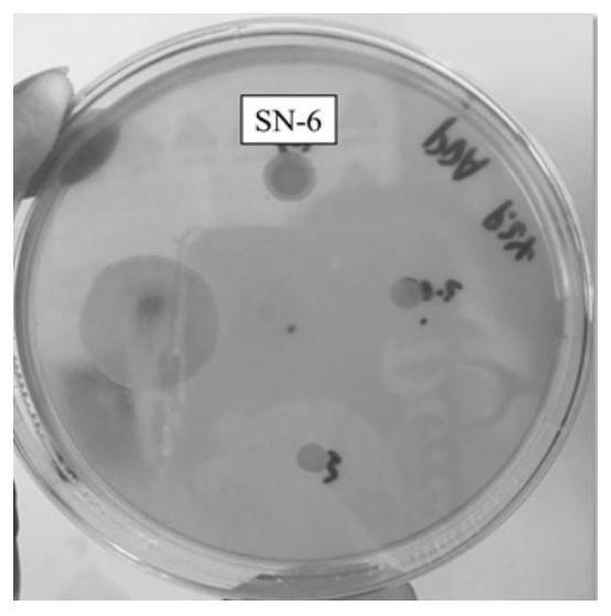 Screening and application of probiotic bacillus