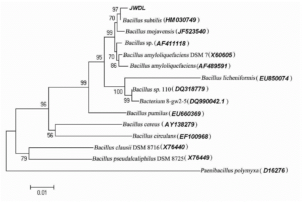 Method for producing indigo pigment with bacillus subtilis