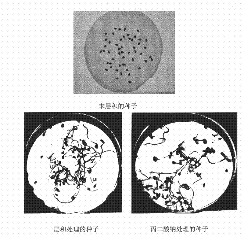 Method for promoting germination through release of pyrus betulaefolia seed dormancy by sodium malonate