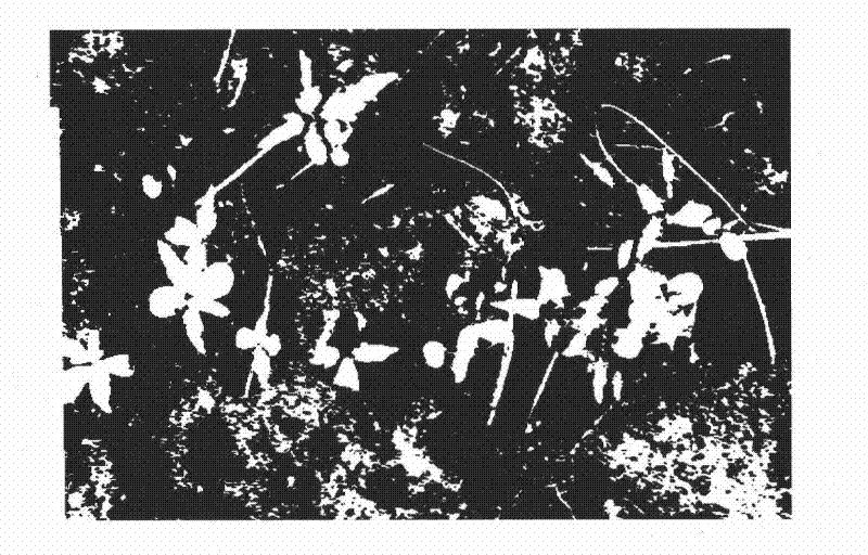 Method for promoting germination through release of pyrus betulaefolia seed dormancy by sodium malonate