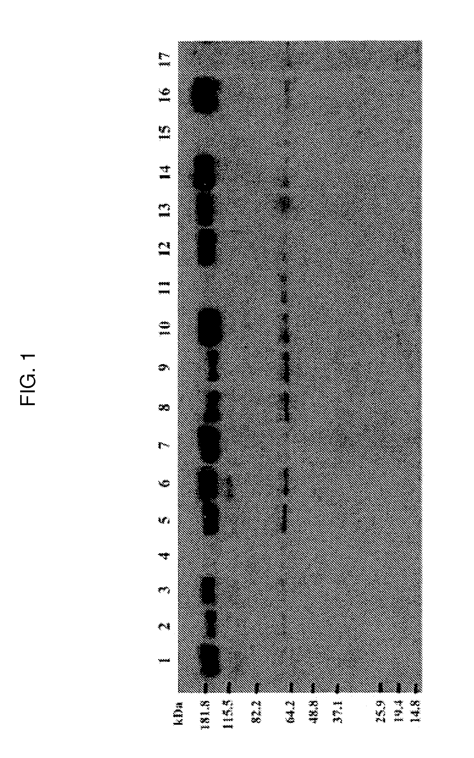 Stabilized human immunodeficiency virus (HIV) clade c envelope (ENV) trimer vaccines and methods of using same