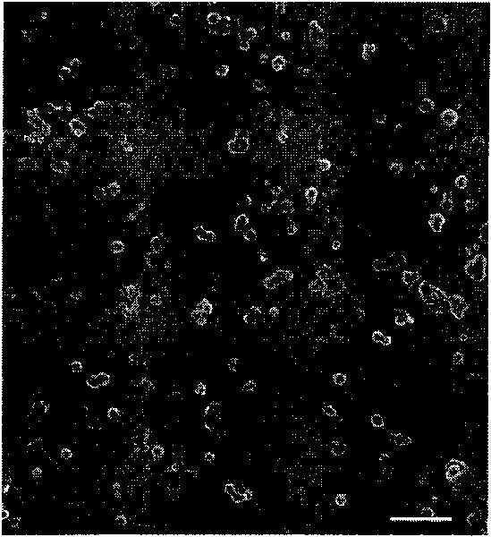 Method for preparing in-situ therapeutic substance-loaded microcapsules