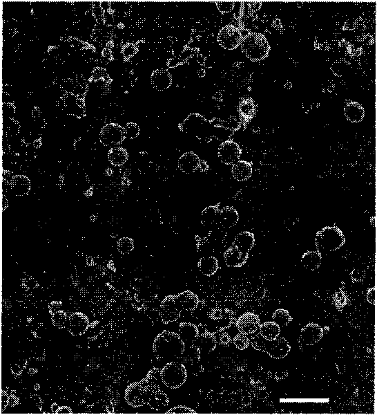 Method for preparing in-situ therapeutic substance-loaded microcapsules