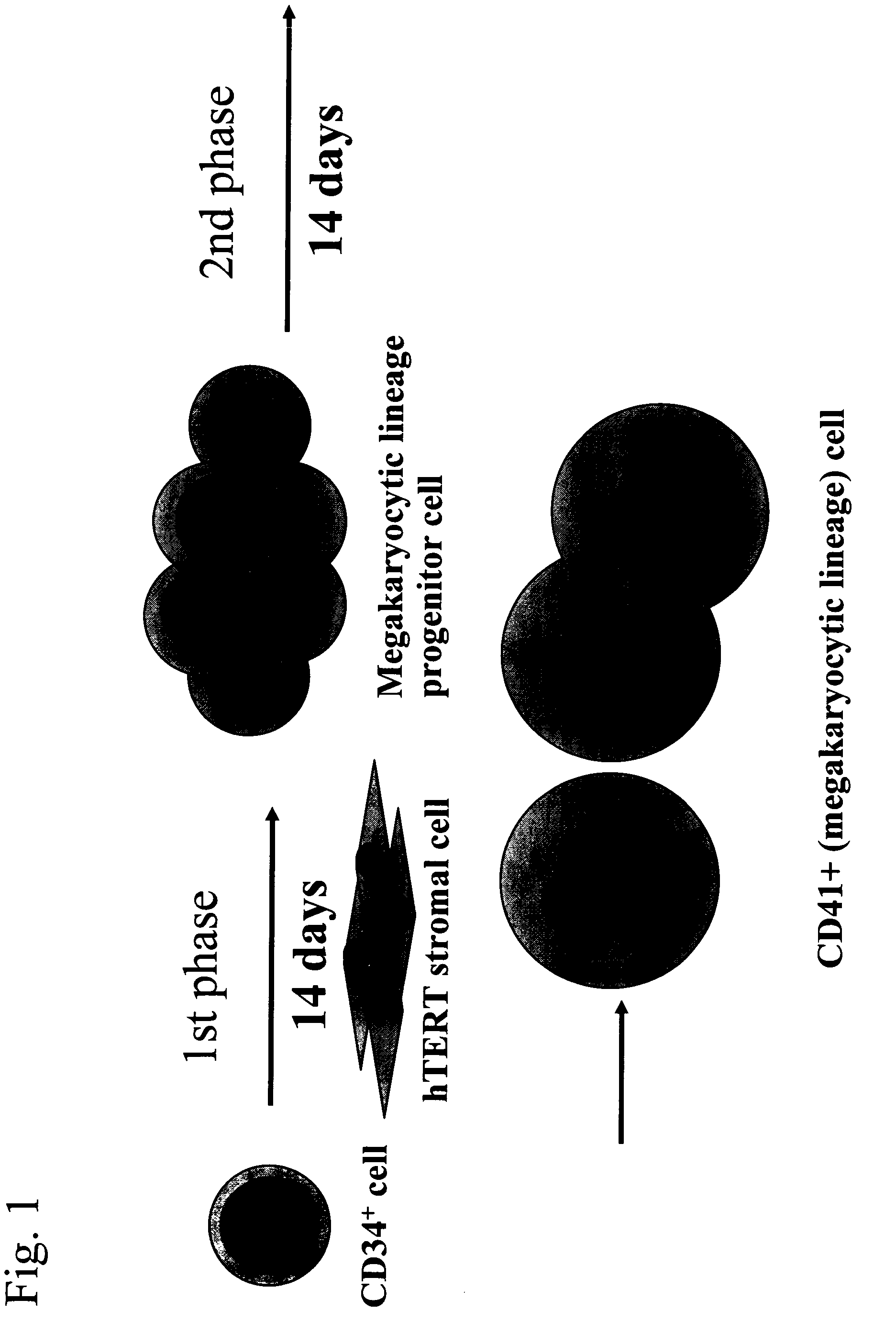 Differentiation of Cd34 Positive Cell to Megakaryocyte and Multiplication