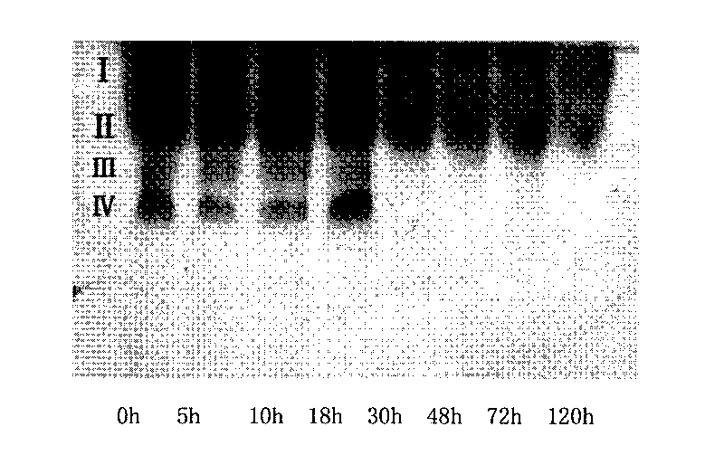 Postharvest processing method for increasing chicoric acid content of echinacea