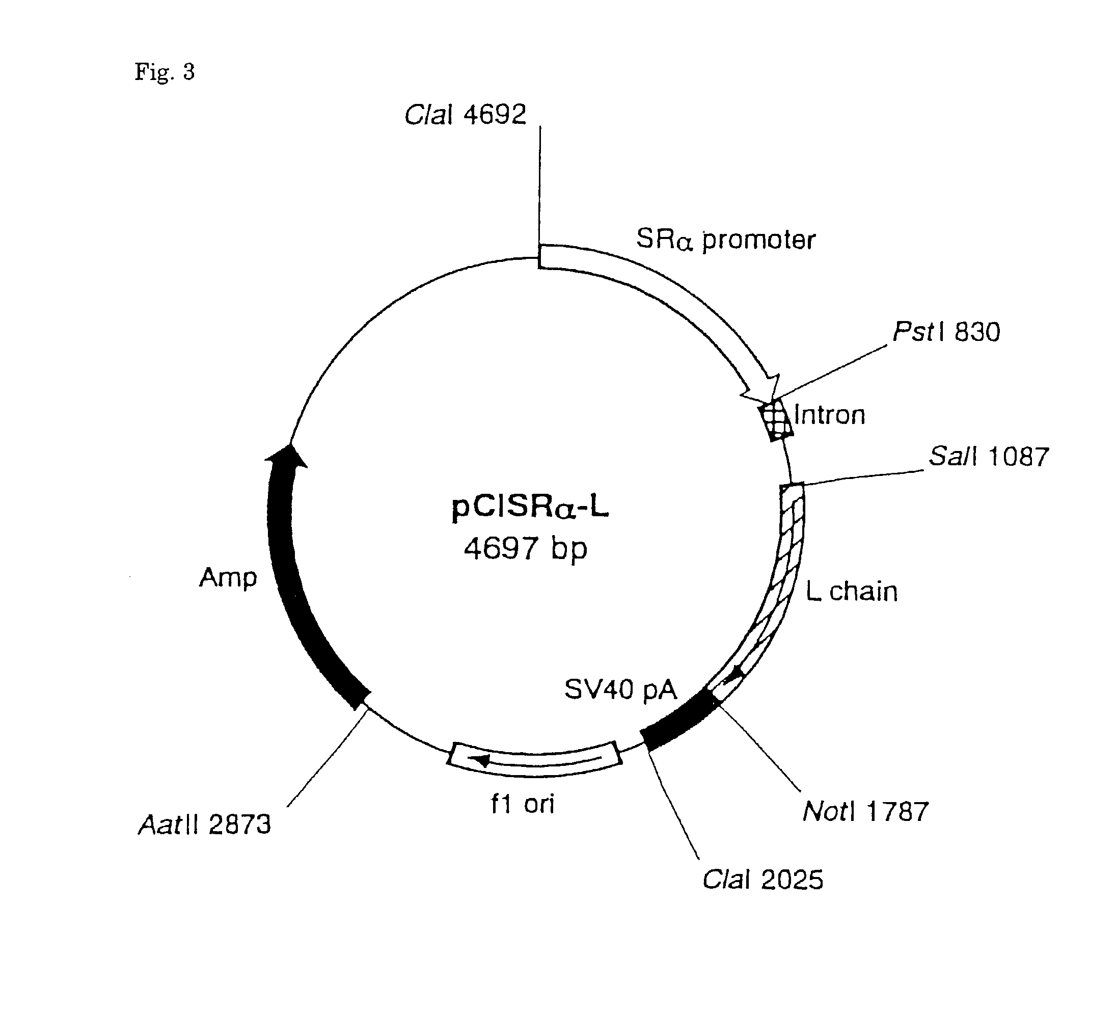 Novel peptide and screening method by using the same