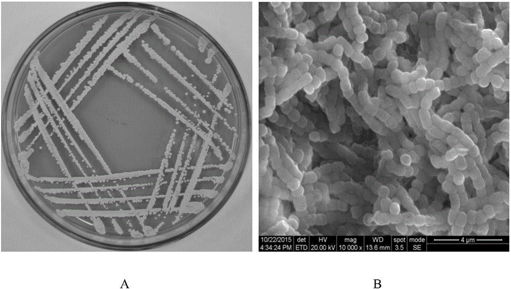 Streptomyces hydrogenans OsiLf-2 capable of effectively antagonizing magnaporthe oryzae in vitro