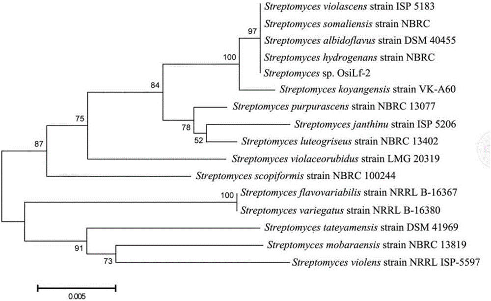 Streptomyces hydrogenans OsiLf-2 capable of effectively antagonizing magnaporthe oryzae in vitro