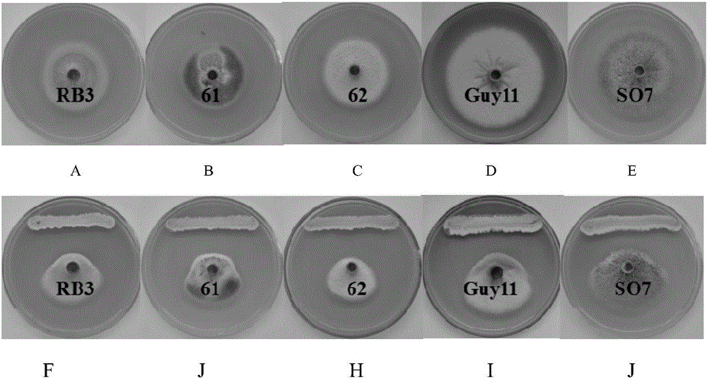 Streptomyces hydrogenans OsiLf-2 capable of effectively antagonizing magnaporthe oryzae in vitro