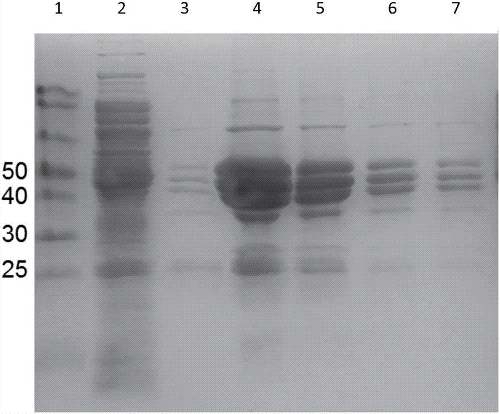 Application of gold nanoparticle as adjuvant to preparation of virus-like particle (VLP) vaccine