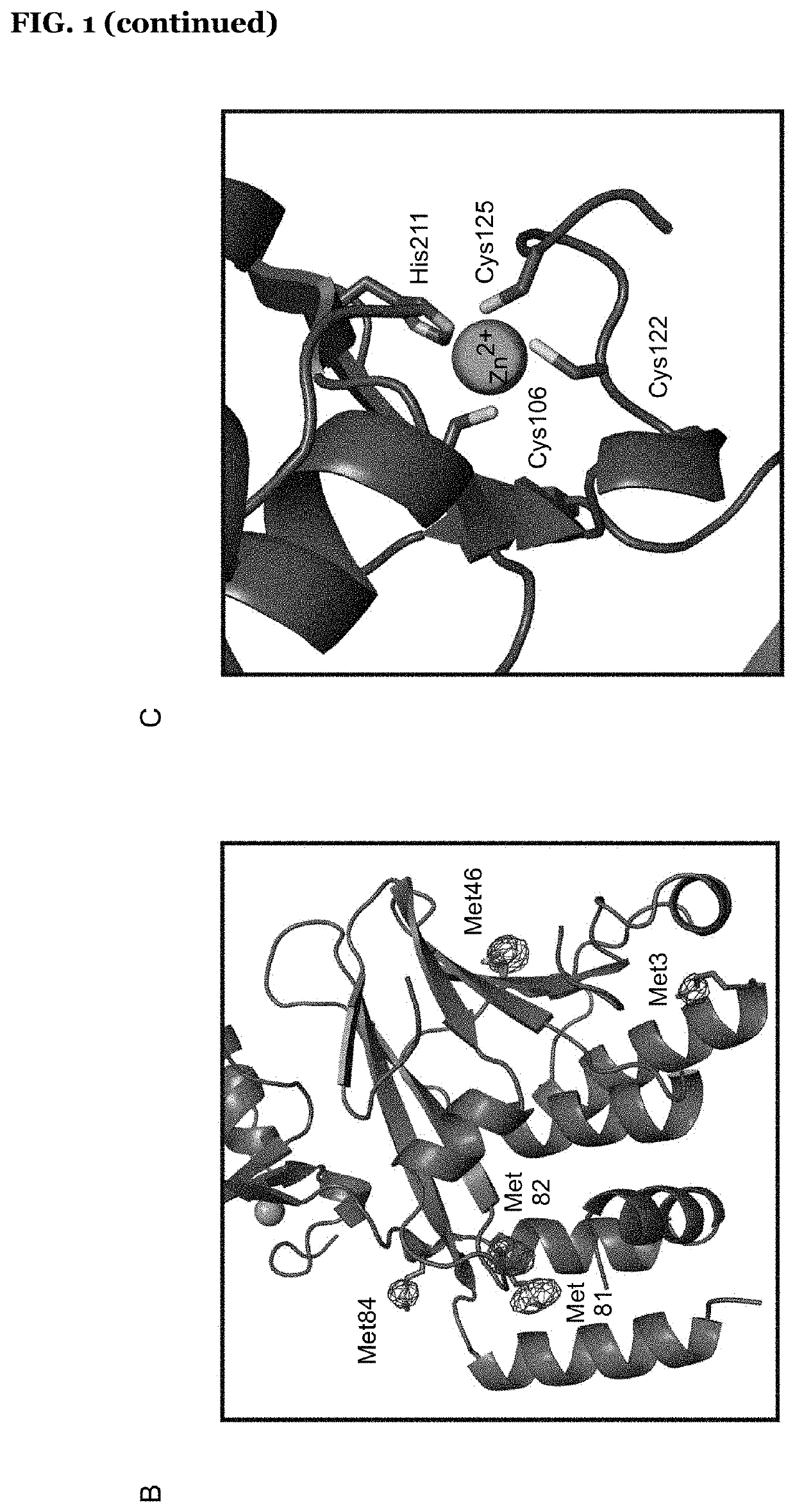 Methods for screening and identifying agents that inhibit or modulate the nuclear egress complex of herpesviruses