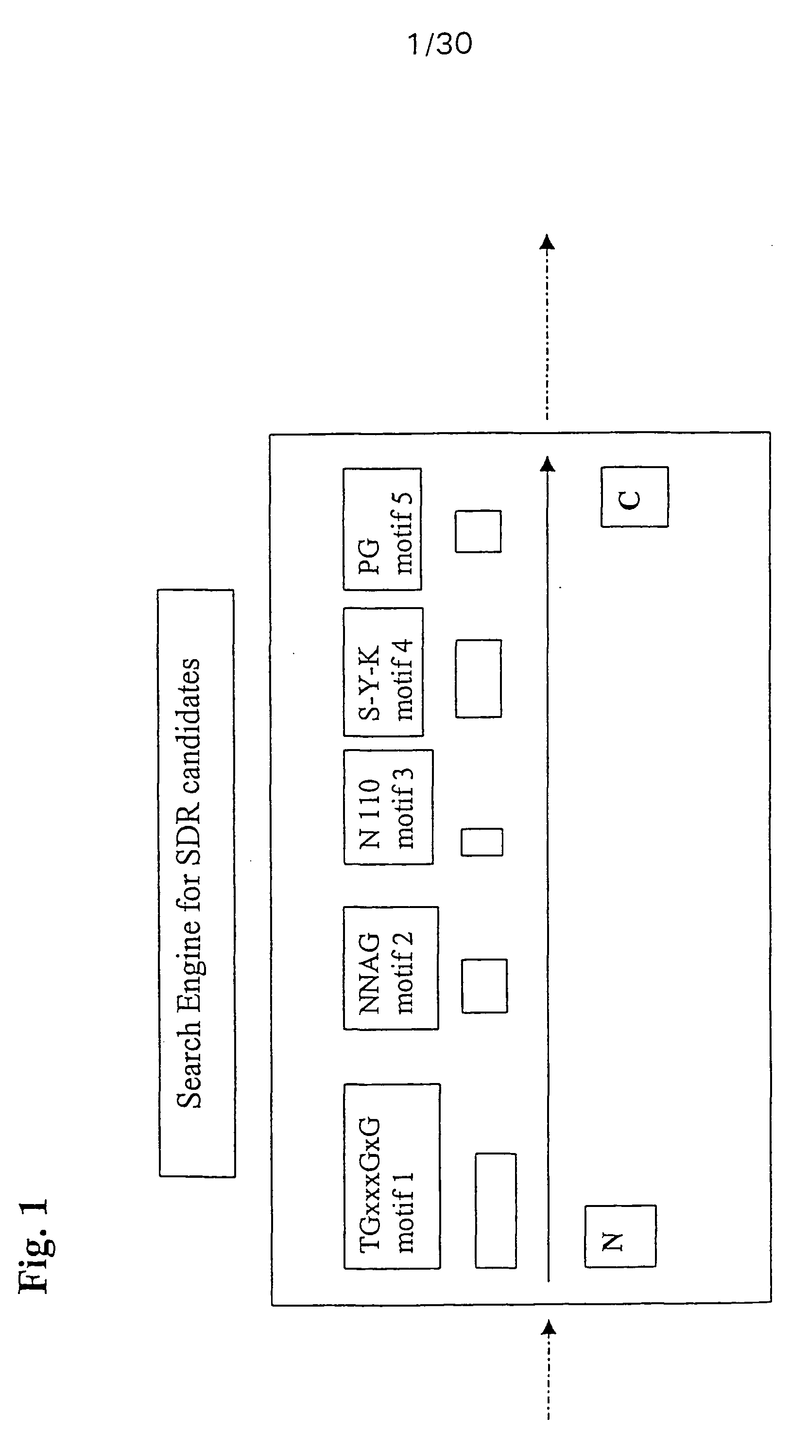 Short chain dehydrogenases/reductases(sdr)