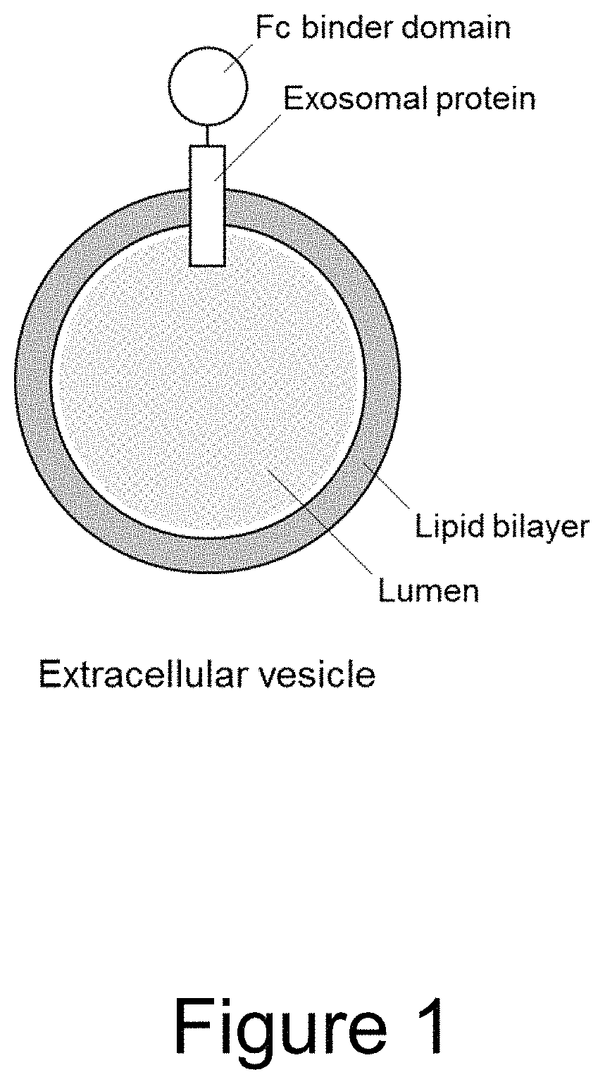 Extracellular vesicle comprising a fusion protein having Fc binding capacity