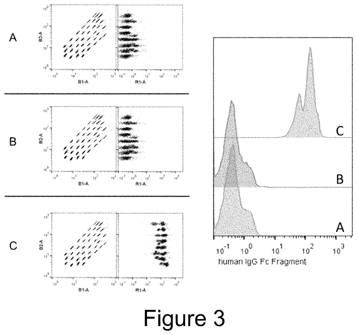 Extracellular vesicle comprising a fusion protein having Fc binding capacity