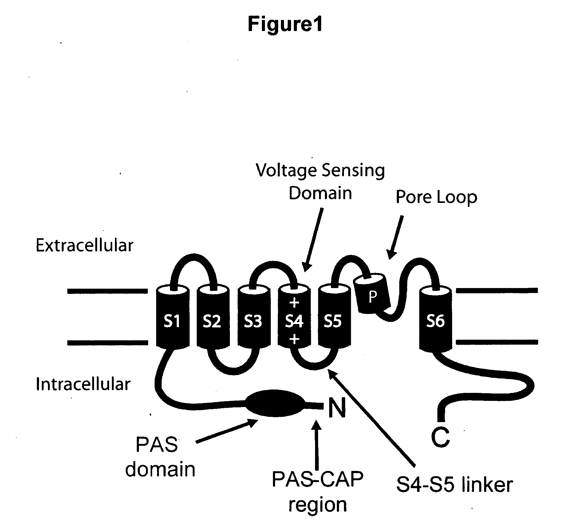 ERG-1 Peptides and Polynucleotides and Their Use in the Treatment and Diagnosis of Disease