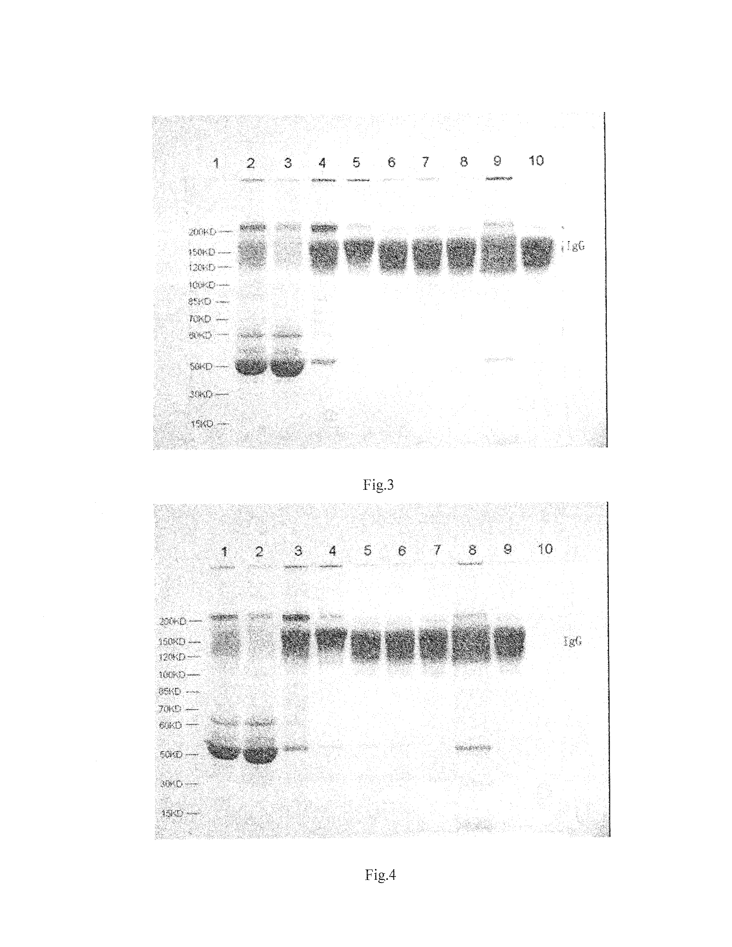 Intravenous Cytomegalovirus Human Immune Globulin and Manufacturing Method Thereof