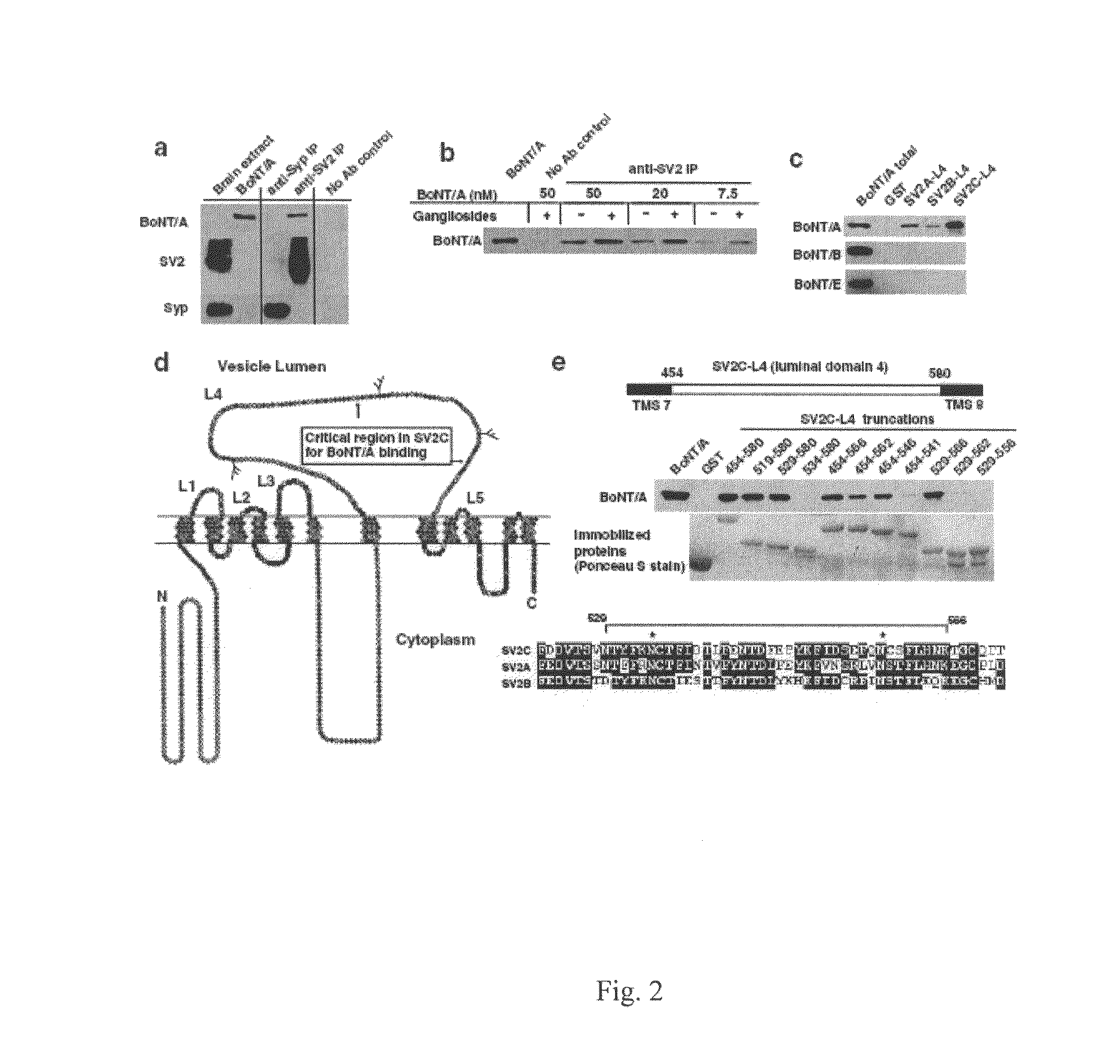 Botulinum neurotoxin A receptor and the use thereof