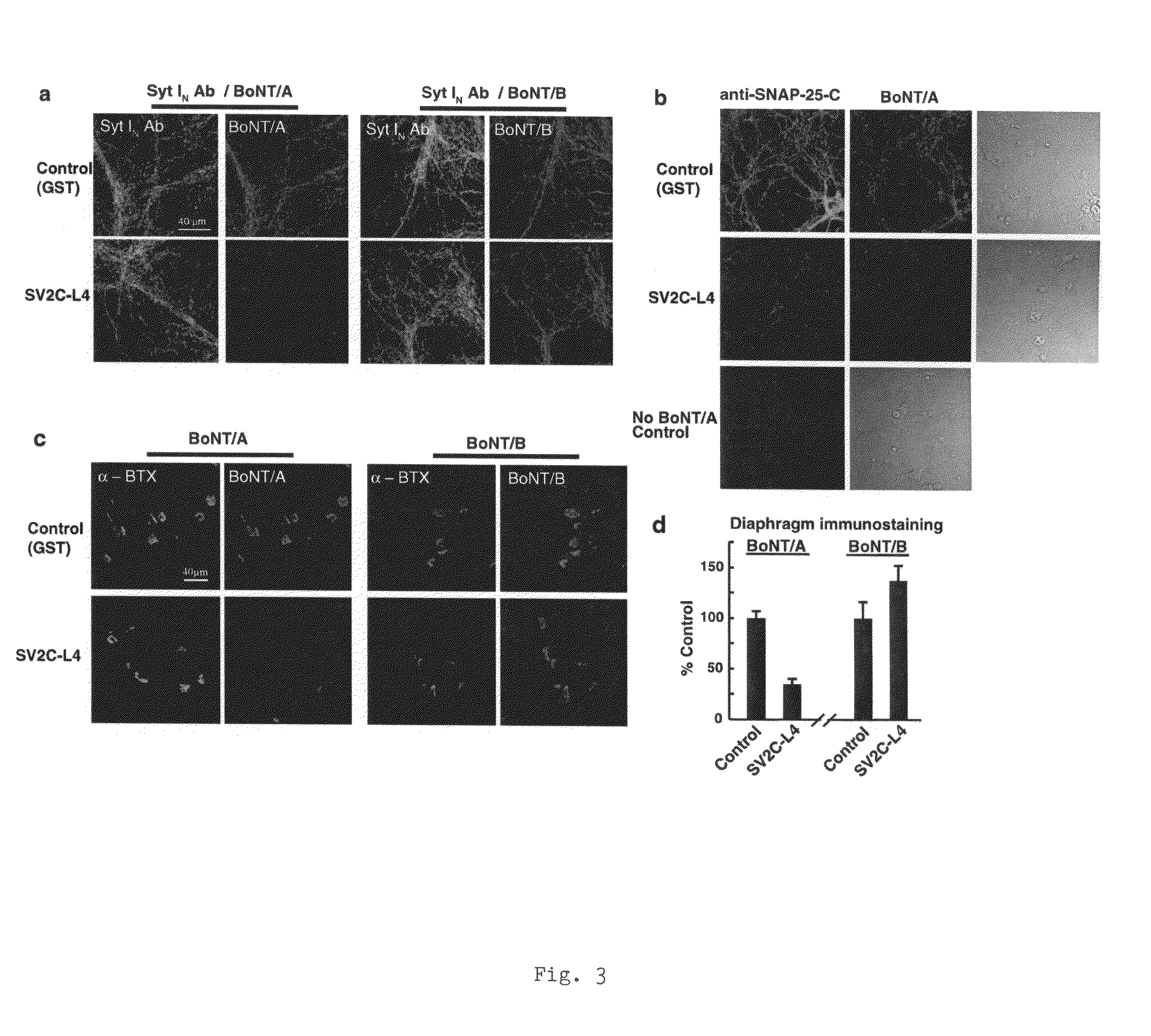 Botulinum neurotoxin A receptor and the use thereof