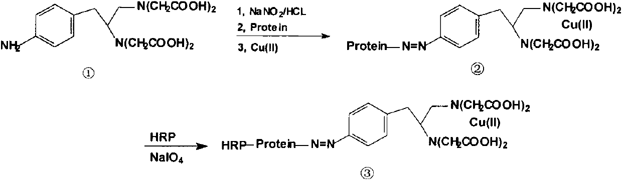 Heavy metal enzyme label and application thereof