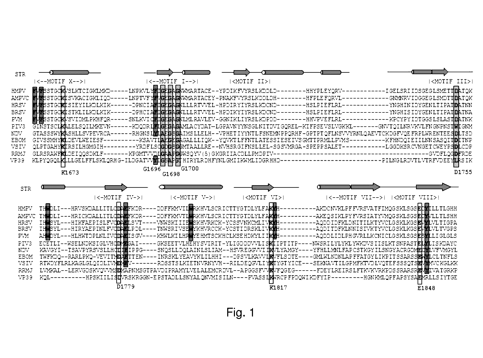 Paramyxovirus immunogens and related materials and methods