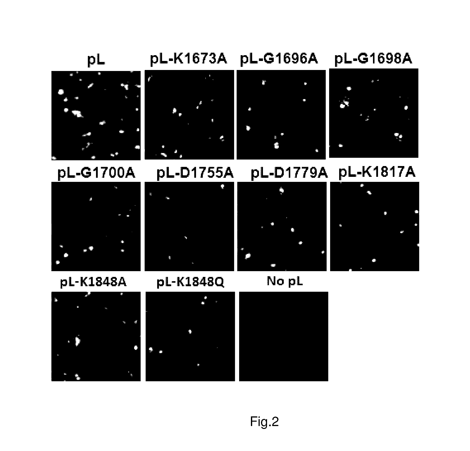 Paramyxovirus immunogens and related materials and methods