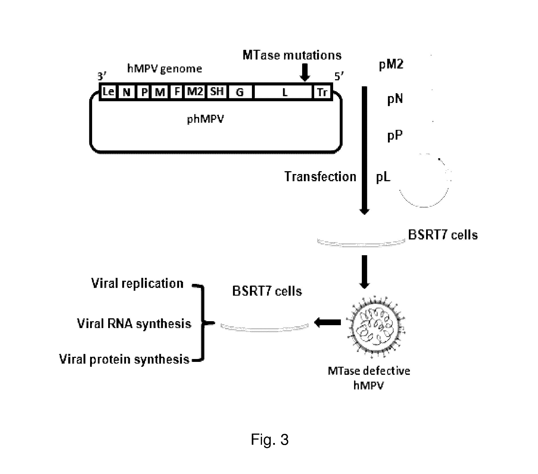 Paramyxovirus immunogens and related materials and methods