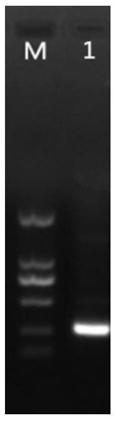 A kind of preparation method of anti-tobacco potato virus y vaccine