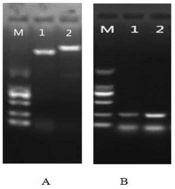 A kind of preparation method of anti-tobacco potato virus y vaccine