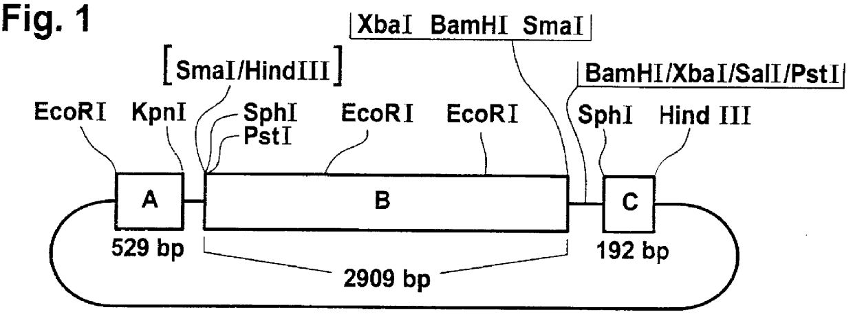 Combination of DNA sequences which enable the formation of modified starch in plant cells and plants, processes for the production of these plants and the modified starch obtainable therefrom